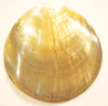 Shell pendant round 60mm