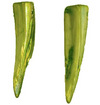 Shell teeth bead 30mm
